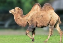 Чужого верблюда пустили на мясо в Актюбинской области