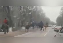 Кокпар устроили на трассе в Алматинской области. Организатора и участников оштрафовали