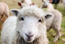 Санврач Алматинской области подписал постановление на период празднования Курбан айта