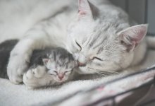 Свернули голову: неизвестные убили кошку с котятами в Нур-Султане