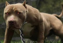 Полицейский открыл огонь по собаке в Таразе