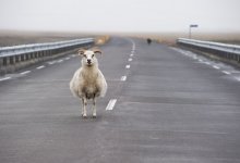 Чей-то праздник убежал: сбежавшего барана заметили на автодороге в Нур-Султане