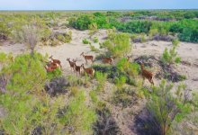 Краснокнижных оленей выпустили в резерват Алматинской области