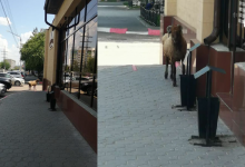 Баран в Костанае штурмовал здание ресторана