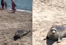 Тюленя на пляже в Актау начали закидывать камнями