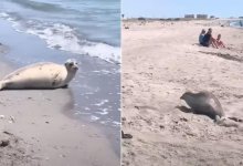 Тюлень, которого забросали камнями на пляже Актау, жив и здоров