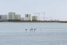 Только половину озера Талдыколь засыплют в Нур-Султане