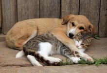 Жителям столицы ужесточат контроль за домашними животными