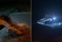 Столкновение "Приоры" и верблюда: животное погибло, три человека пострадали в Мангистау