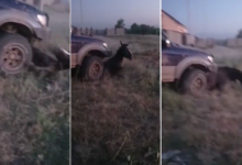 Насмерть переехать лошадь пытался сельчанин в Алматинской области