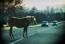 Лошади спровоцировали ДТП со смертельным исходом в Туркестанской области