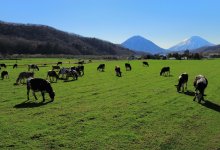 В Казахстане искусственно создают дефицит земель – Генпрокуратура