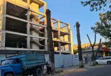 Незаконно спилили деревья в Алматы: нарушитель наказан