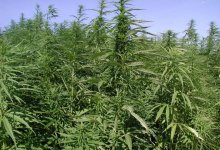 Спрятанный под землей генератор использовал для наркоплантации кызылординец (ВИДЕО)