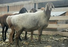 Баран стоимостью в 250 тысяч тенге пропал у жителя Кокшетау