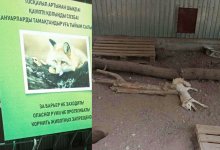 Умирают от голода: разгрузочные дни устраивают животным в зоопарке Караганды