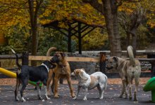 Печь для утилизации – не выход: почему убийство не сократит число бездомных животных в Шымкенте