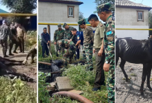 Конь застрял в открытом колодце в Актюбинской области