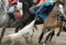 Организаторов беспредельного кокпара арестовали в Талгаре