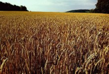 Почти миллион гектаров сельхозземель вернули государству в Казахстане