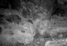 Снежные барсы попали на камеры в двух нацпарках Казахстана (ВИДЕО)