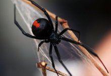 Ребенок оказался в реанимации после укуса неизвестного насекомого в Уральске