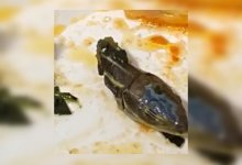 Змеиную голову нашли в еде на борту турецкой авиакомпании (ВИДЕО)