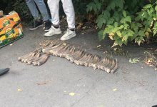 Рога более тысячи голов сайги обнаружили у браконьеров в Алматинской области