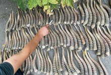 Полтонны сайгачьих рогов хотели продать казахстанцы в Китай