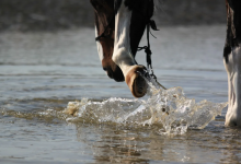 Спастись никому не удалось: водный поток унес мужчину на лошади в Алматинской области