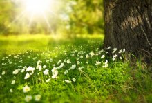 Сорвал редкую траву: до трех лет тюрьмы грозит мужчине в Туркестанской области