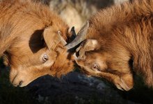 Давай на спор: мужчина лег на проезжую часть в Мангистауской области (ВИДЕО)