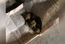 Мужчину с марихуаной сняли с поезда в Семее