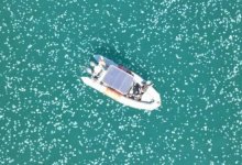 Тысячи медуз заполонили прибрежные воды Израиля (ВИДЕО)