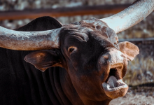 Бык забодал двух пожилых людей в селе Жетысуской области