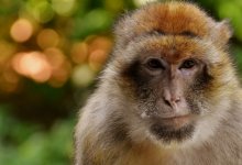 Препарат для лечения оспы обезьян изучают в Казахстане