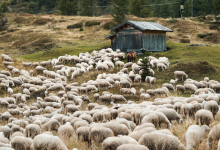 Карантин ввели в селе Акмолинской области из-за вспышки бруцеллеза