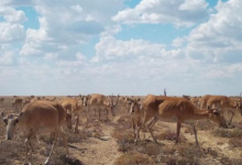 Многочисленное стадо сайгаков засняли фотоловушки в Костанайской области