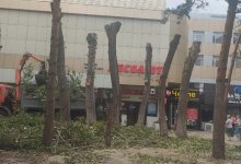 Аким публично раскритиковал предпринимателей из-за варварской обрезки деревьев в Караганде