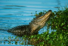 Вымирание крокодилов приведет к экологическим проблемам