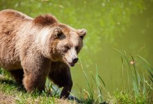 Медведь задрал коров жителя ВКО