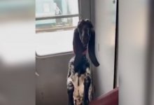 Коза попала на видео в одном из поездов в Казахстане