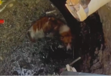 Спасатели вызволили собаку из канализационного люка в Алматы