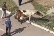 Бесхозные лошади обнаружены пасущимися в центре Нур-Султана