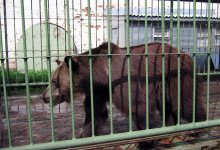 В Костанайском суде завершилось дело о нападении медведя на ребенка