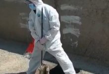 Мертвые собаки плавают в арыках Талгара