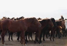 Конские цены: казахстанские мясники признались, что закупали лошадей в России