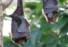 Летучие мыши залетают в квартиры в Атырау