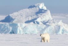 Арктика нагревается в четыре раза быстрее остальной планеты – ученые