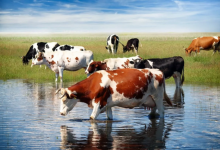 Скот гибнет от неизвестной болезни в селе Актюбинской области